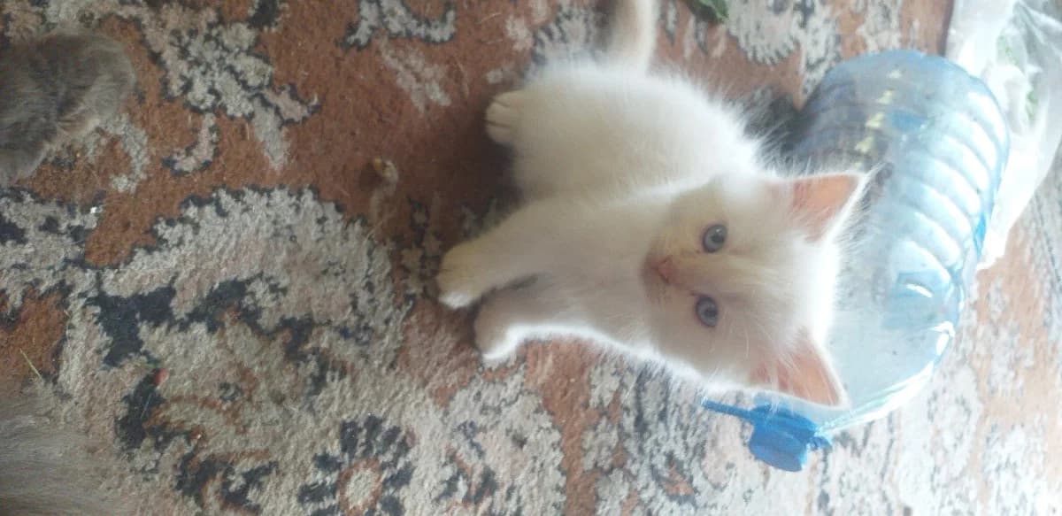 Kotyata v khoroshie ruki (Котята в хорошие руки), Mixed Breed for adoption at Kotyata Darom, Minsk Region