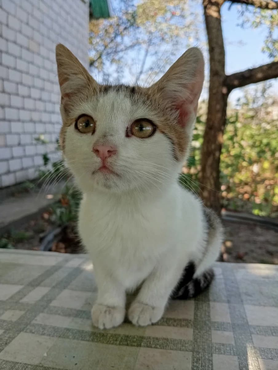 kotyatam shans na spasenie (котятам шанс на спасение), Mixed Breed for adoption at Kotyata Darom, Minsk Region