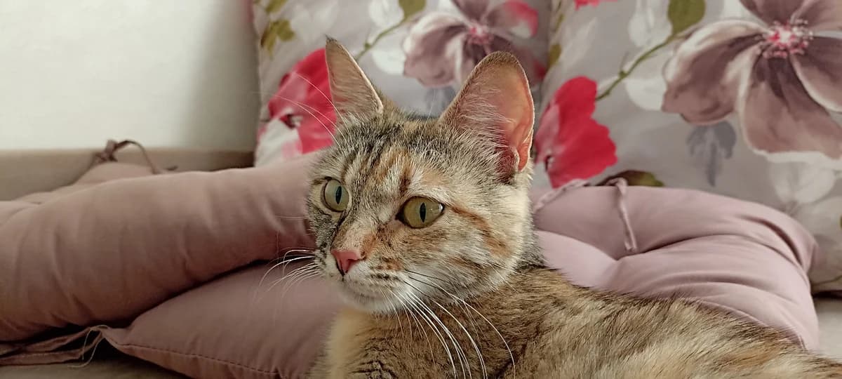Laskovaya, dobraya, nezhnaya,umnaya,chistyulya koshka v dar (Ласковая, добрая, нежная,умная,чистюля , female Mixed Breed for adoption at Kotyata Darom, Minsk Region