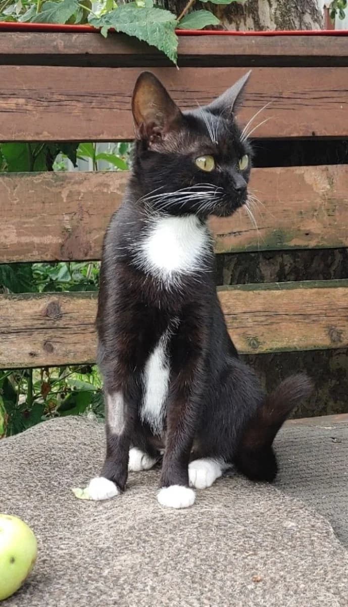 Laskovaya koshka v dar (1 god, sterilizovana (Ласковая кошка в дар (1 год, стерилизована), female Mixed Breed for adoption at Kotyata Darom, Minsk Region