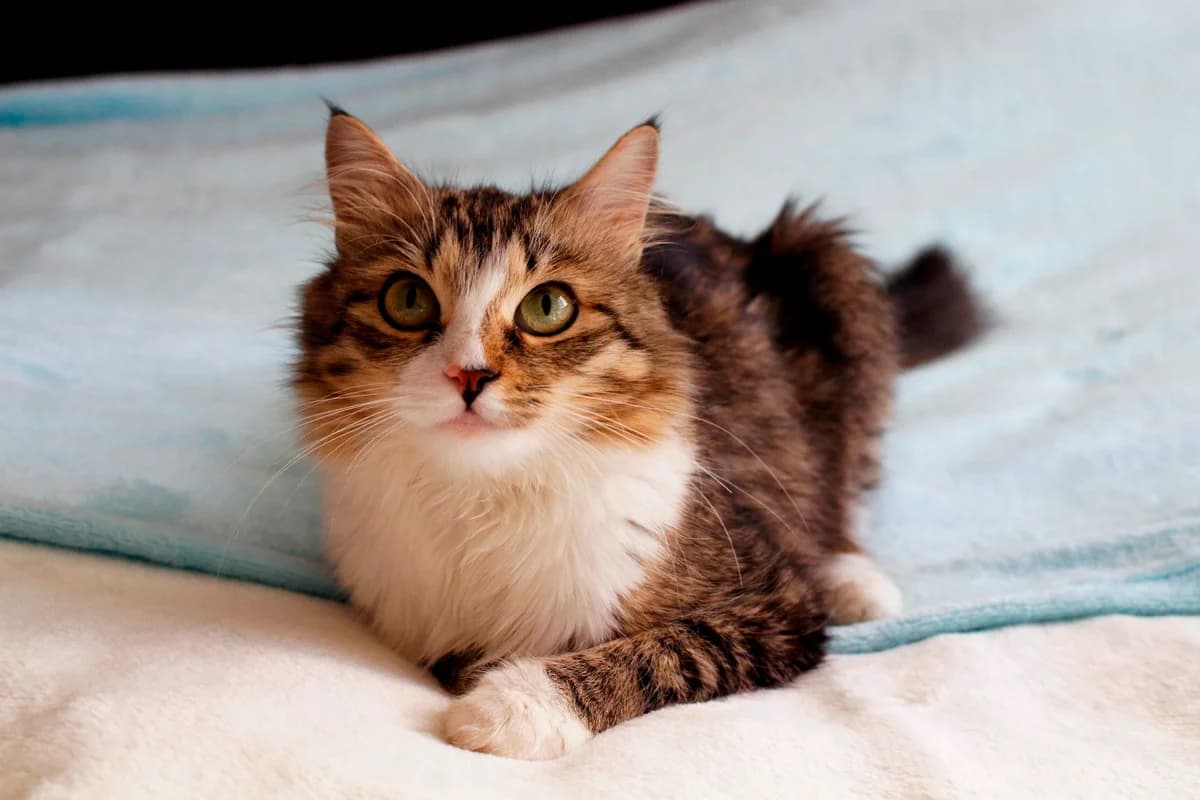 Laskovaya koshka v dar (Ласковая кошка в дар), female Mixed Breed for adoption at Kotyata Darom, Minsk Region