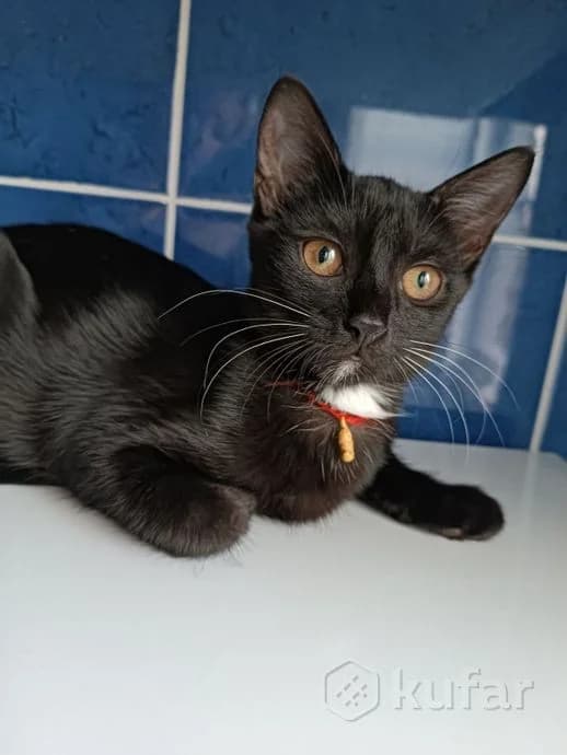 Malenkaya Danuta zhdet mamu. Kotenok devochka (Маленькая Данута ждет маму. Котенок девочка), female Mixed Breed for adoption at Kotyata Darom, Minsk Region