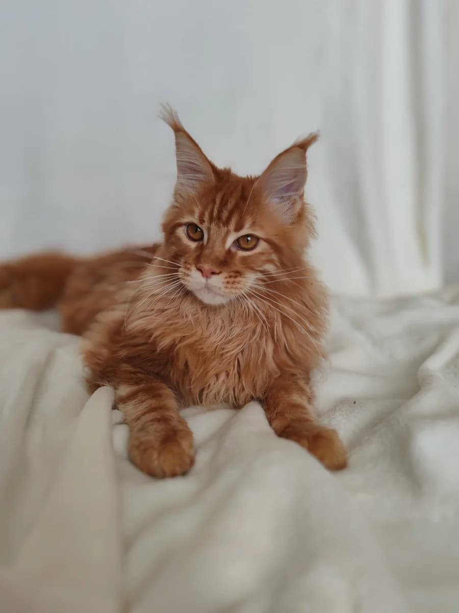 Meyn-kun malchik (Мейн-кун мальчик), male Mixed Breed for adoption at Kotyata Darom, Minsk Region