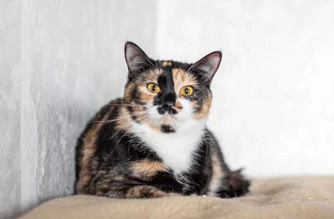 MEYSI – trekhtsvetnoe schaste (МЕЙСИ – трехцветное счастье), Mixed Breed for adoption at Kotyata Darom, Minsk Region