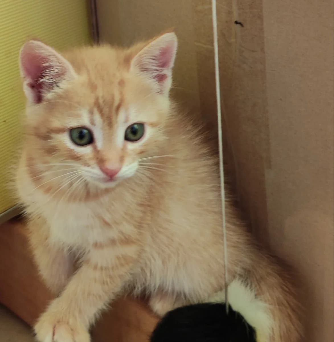 Milye kotyatki ishtut dom (Милые котятки ищут дом), Mixed Breed for adoption at Kotyata Darom, Minsk Region