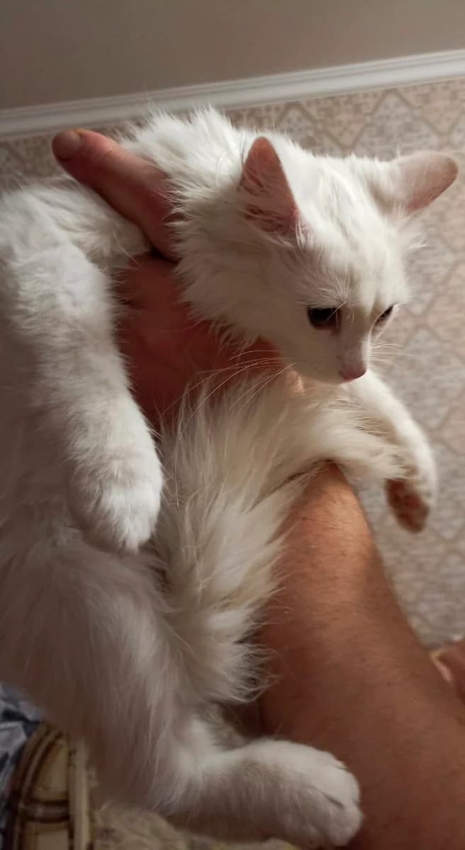 Milyy drug (Милый друг), Mixed Breed for adoption at Kotyata Darom, Minsk Region