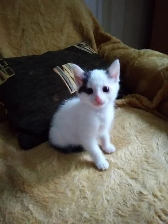 milyy kotik (милый котик), male Mixed Breed for adoption at Kotyata Darom, Minsk Region