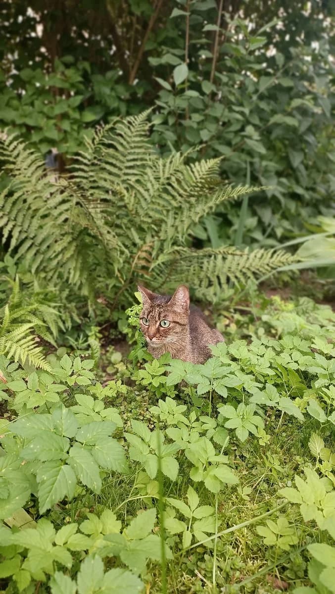 Molodaya koshechka v dar (Молодая кошечка в дар), female Mixed Breed for adoption at Kotyata Darom, Minsk Region