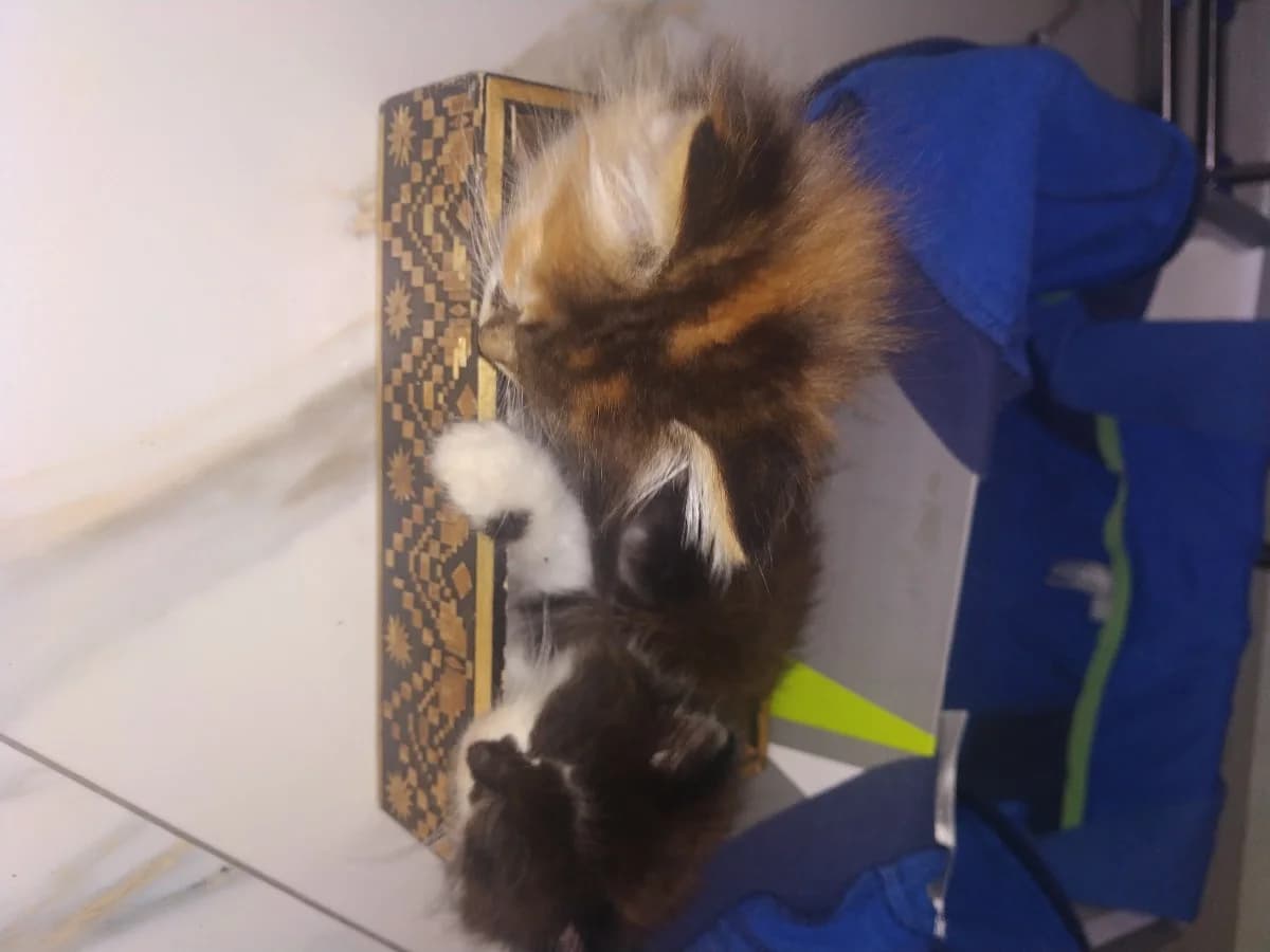 Molodaya para sestёr ishtet khoroshikh khozyaev (Молодая пара сестёр ищет хороших хозяев), Mixed Breed for adoption at Kotyata Darom, Minsk Region