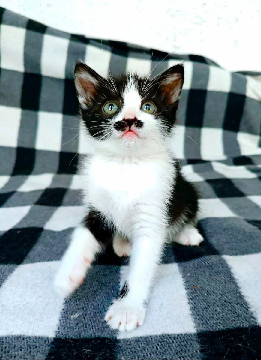 Ocharovatelnaya koshechka (Очаровательная кошечка), female Mixed Breed for adoption at Kotyata Darom, Minsk Region