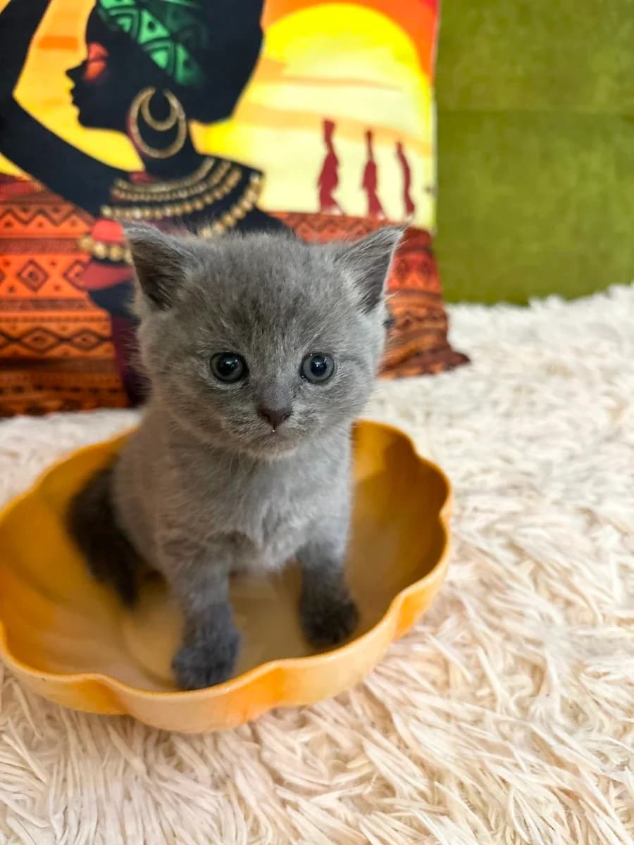 Ocharovatelnye britanskie kotyata (Очаровательные британские котята), Mixed Breed for adoption at Kotyata Darom, Minsk Region