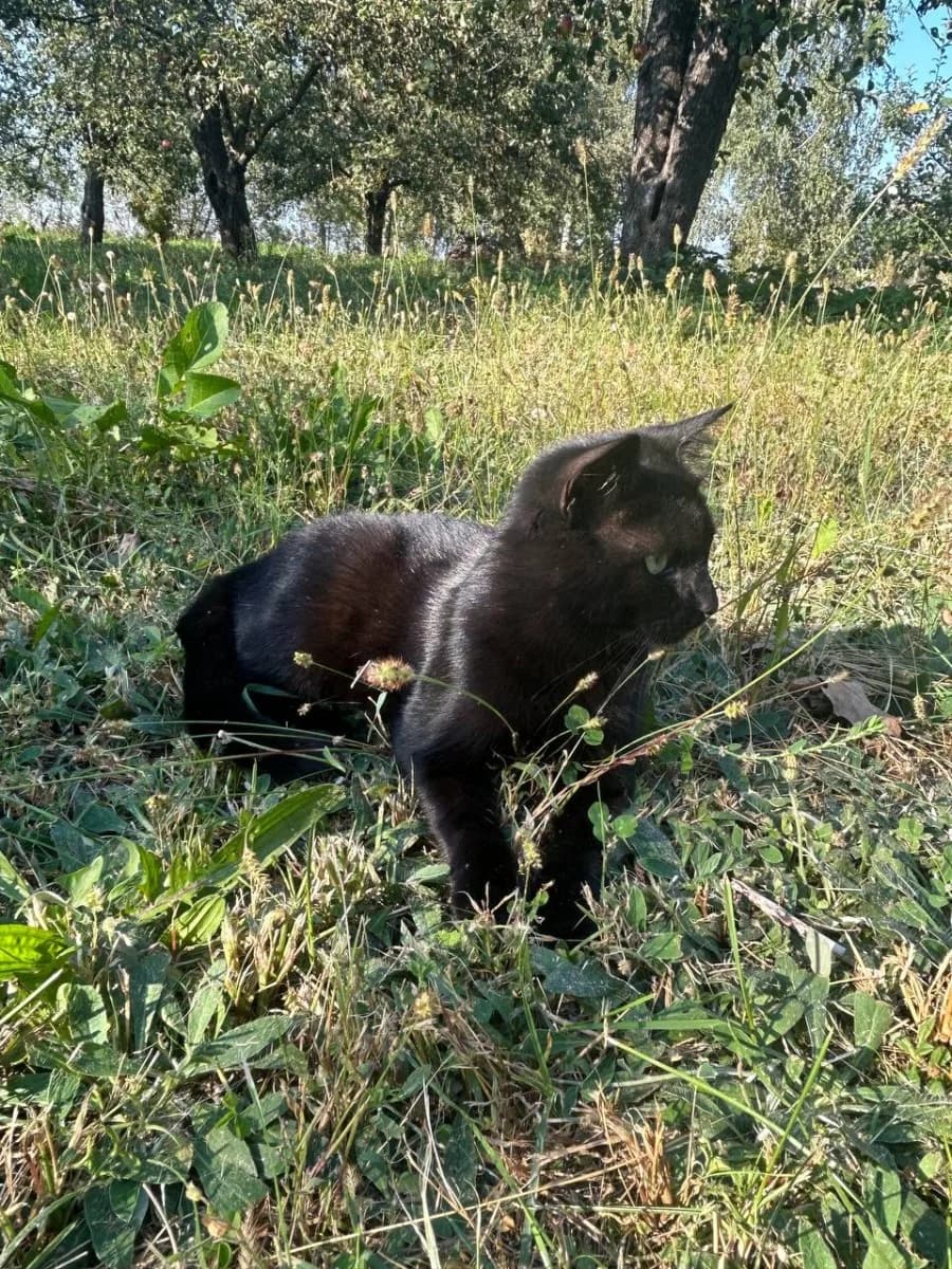 Ocharovatelnyy krasavets Losk v poiskakh semi (Очаровательный красавец Лоск в поисках семьи), Mixed Breed for adoption at Kotyata Darom, Minsk Region