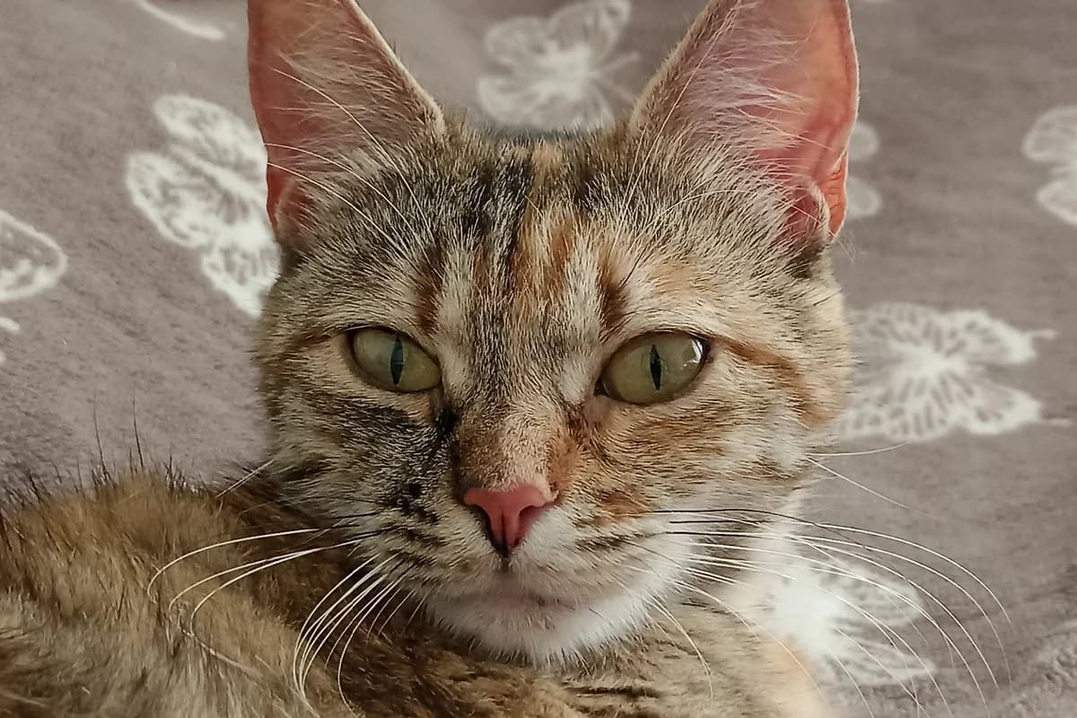 Ochen srochno koshechka molodaya! Mega laskovaya v dar (Очень срочно кошечка молодая! Мега ласковая , female Mixed Breed for adoption at Kotyata Darom, Minsk Region