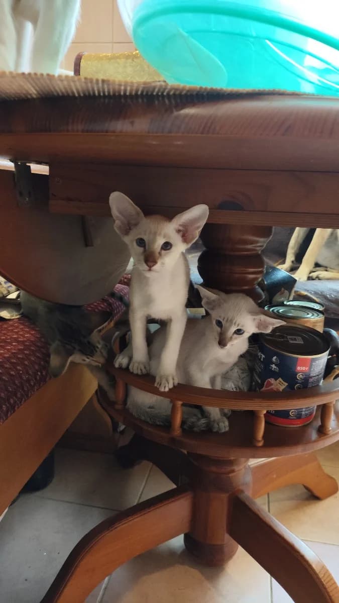 Orientalnye kotyata (Ориентальные котята), Mixed Breed for adoption at Kotyata Darom, Minsk Region