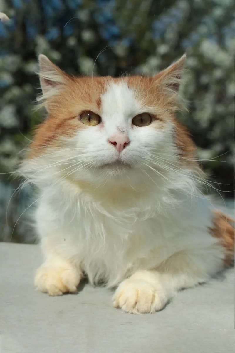 Oskar ishtet dom (Оскар ищет дом), Mixed Breed for adoption at Kotyata Darom, Minsk Region