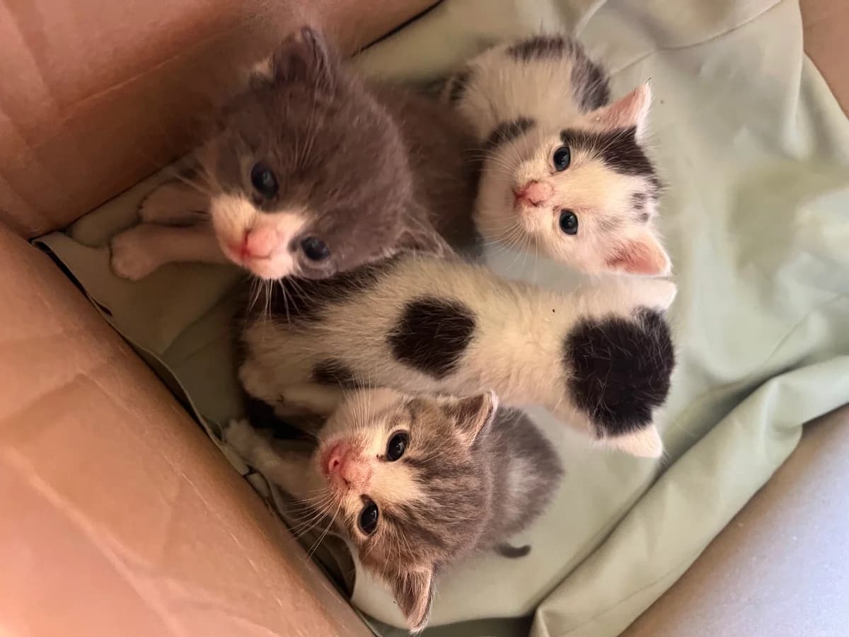 Otdadim kotyat v khoroshie ruki (Отдадим котят в хорошие руки), Mixed Breed for adoption at Kotyata Darom, Minsk Region