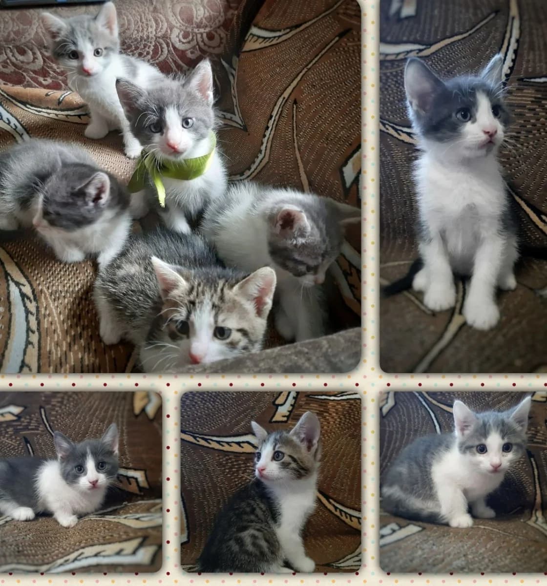 Otdadim v khoroshie ruki Paskhalnykh kotyat (Отдадим в хорошие руки Пасхальных котят), Mixed Breed for adoption at Kotyata Darom, Minsk Region