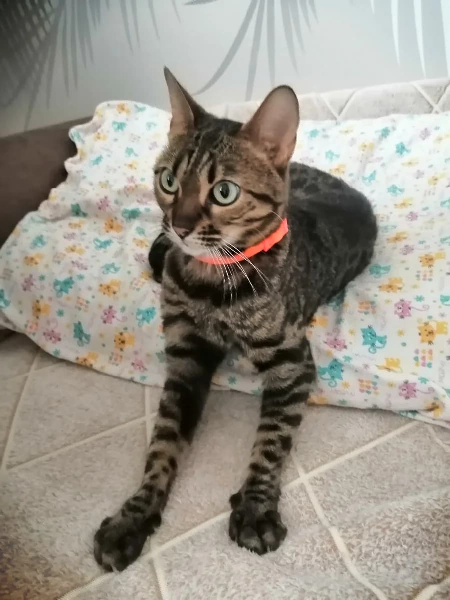 Otdam bengalskuyu koshku (Отдам бенгальскую кошку), Mixed Breed for adoption at Kotyata Darom, Minsk Region