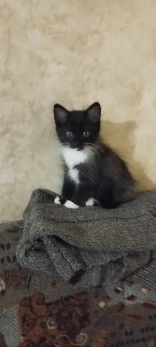 Otdam domashnikh kotyat darom (Отдам домашних котят даром), Mixed Breed for adoption at Kotyata Darom, Minsk Region