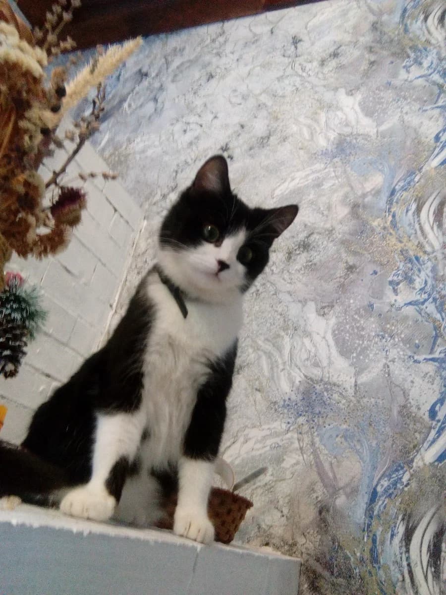 Otdam koshku (Отдам кошку), Mixed Breed for adoption at Kotyata Darom, Minsk Region