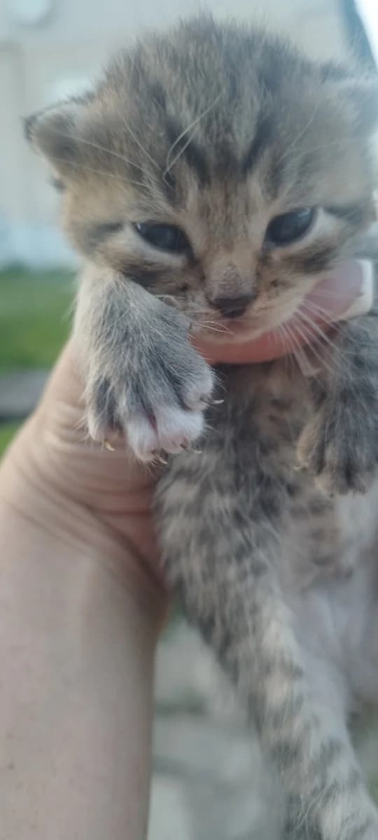 Otdam v dar kotikov (Отдам в дар котиков), Mixed Breed for adoption at Kotyata Darom, Minsk Region