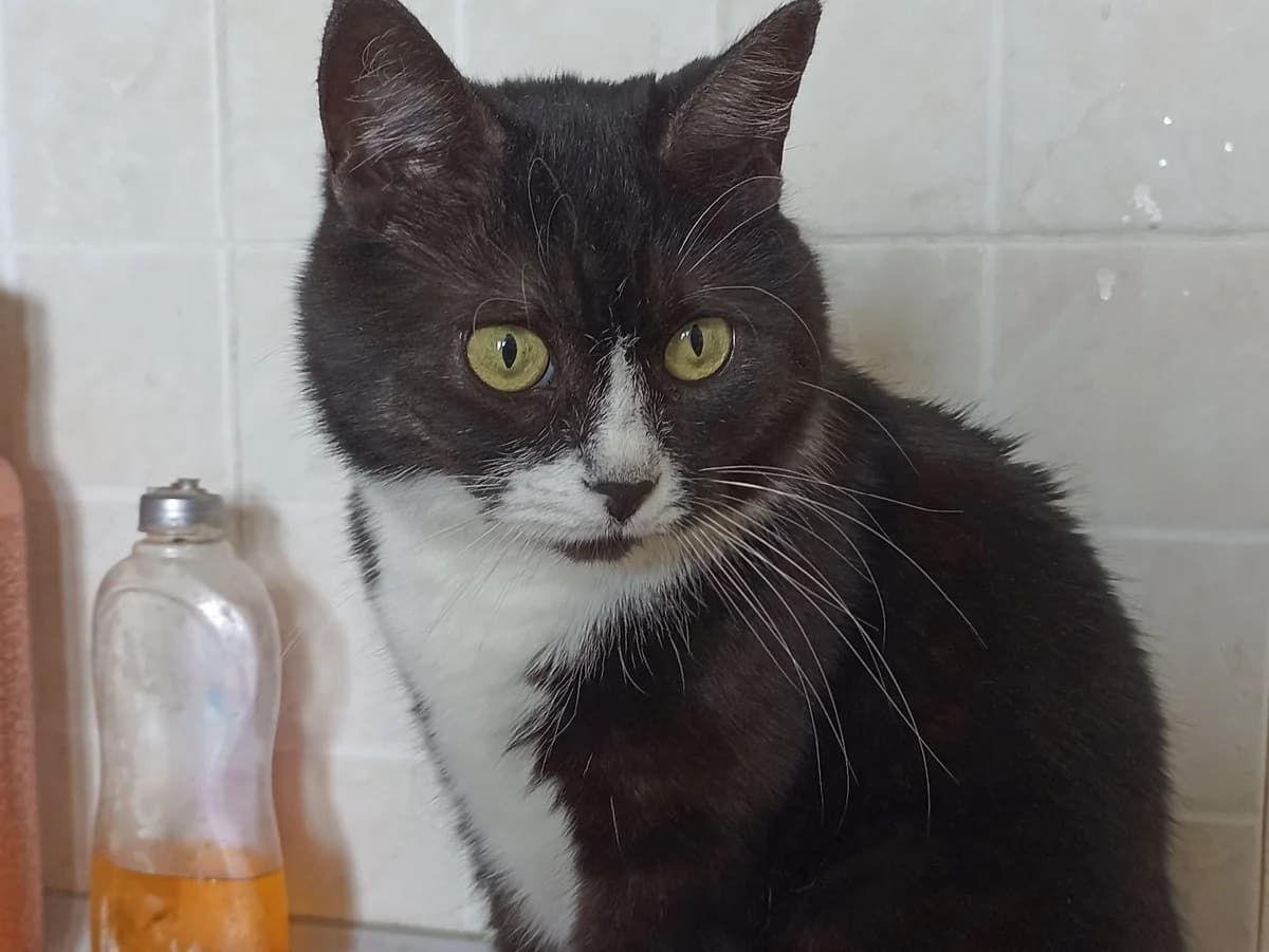 Perederzhka koshki na vremya otpuska (Передержка кошки на время отпуска), Mixed Breed for adoption at Kotyata Darom, Minsk Region