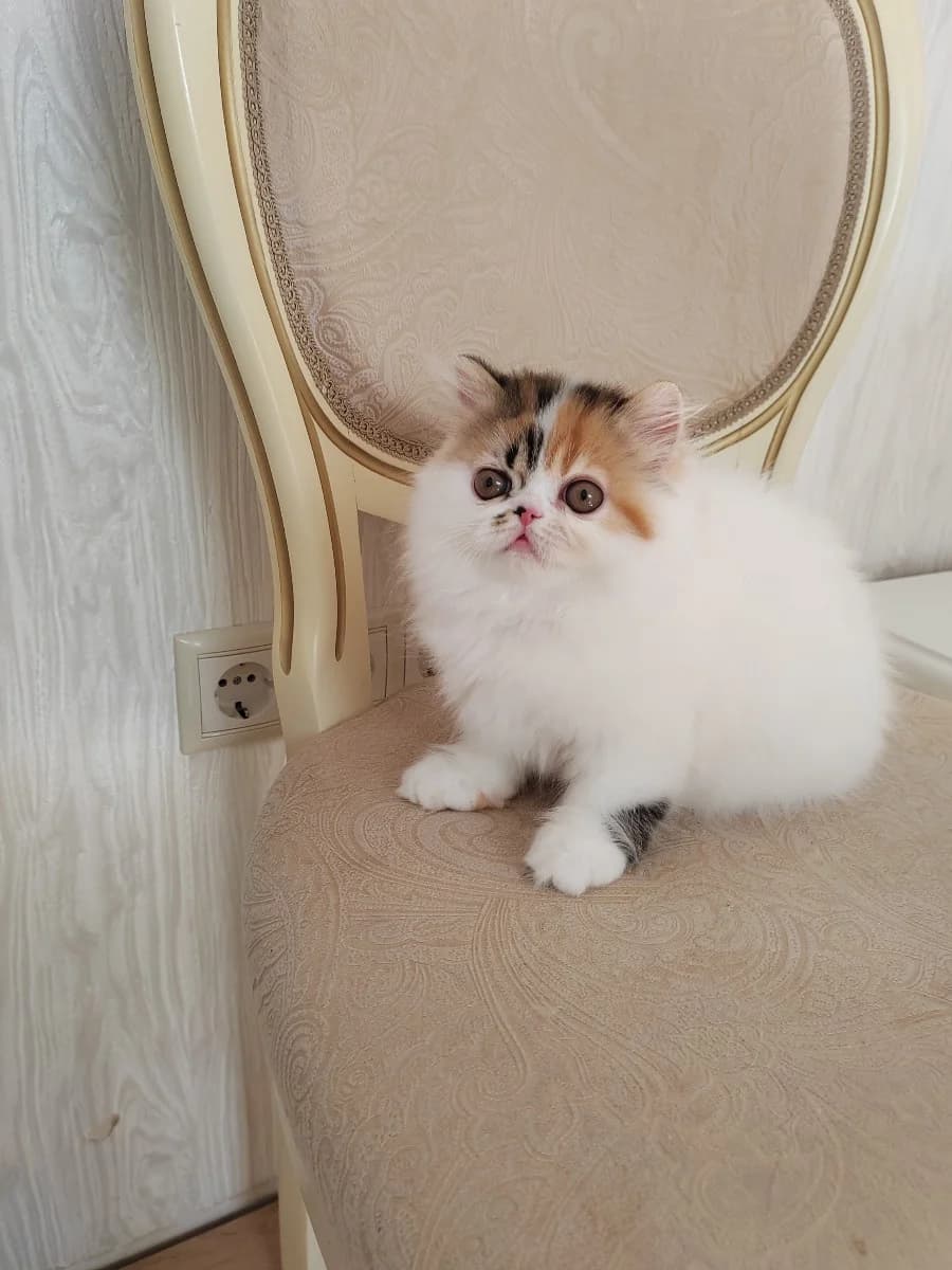 Persidskie kotyata (Персидские котята), Mixed Breed for adoption at Kotyata Darom, Minsk Region