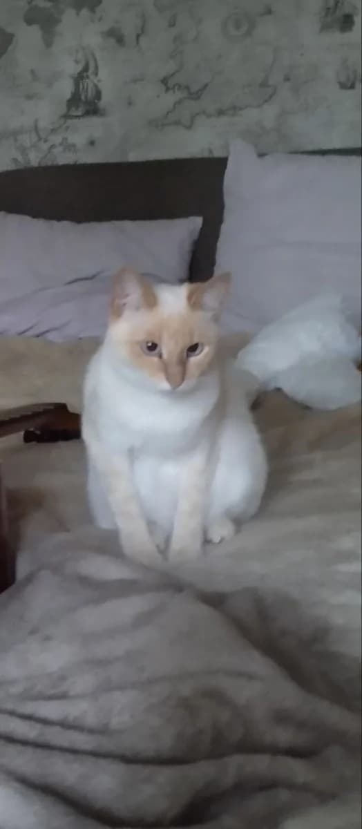 Poteryalas koshka Toka (Потерялась кошка Тока), female Mixed Breed for adoption at Kotyata Darom, Minsk Region