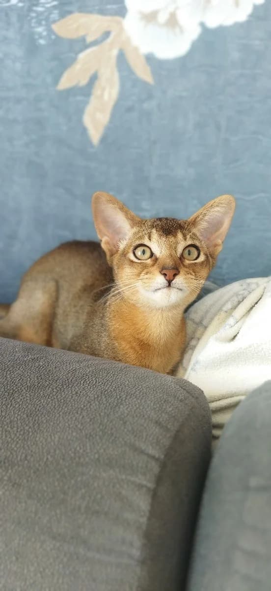 Predlagayu kotenka abissinskoy porody (Предлагаю котенка абиссинской породы), Mixed Breed for adoption at Kotyata Darom, Minsk Region