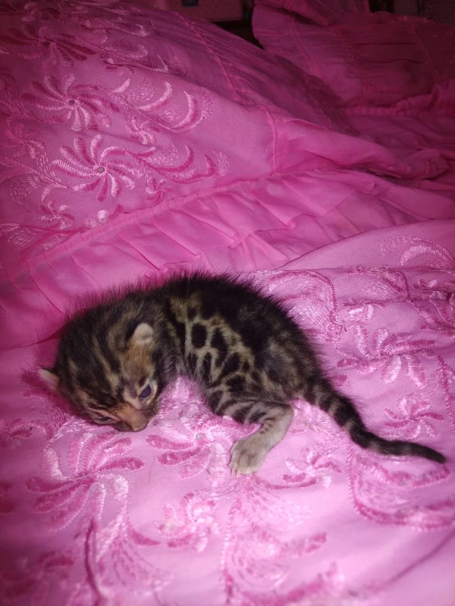 Roskoshnye bengalskie kotyata (Роскошные бенгальские котята), Mixed Breed for adoption at Kotyata Darom, Minsk Region