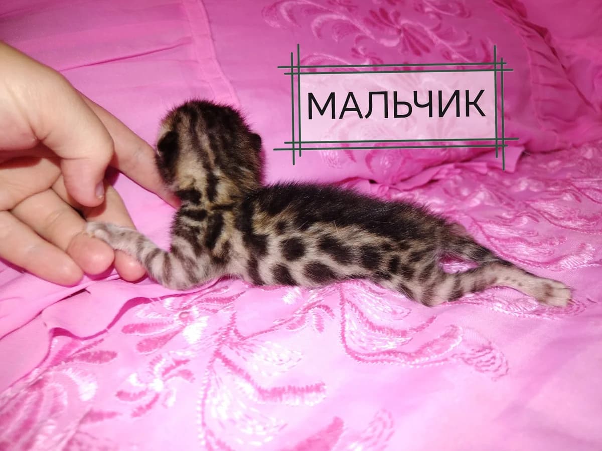 Shikarnye bengalskie kotyata (Шикарные бенгальские котята), Mixed Breed for adoption at Kotyata Darom, Minsk Region