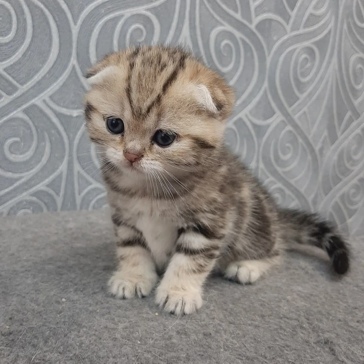 Shikarnye shotlandskie kotyata (Шикарные шотландские котята), Mixed Breed for adoption at Kotyata Darom, Minsk Region