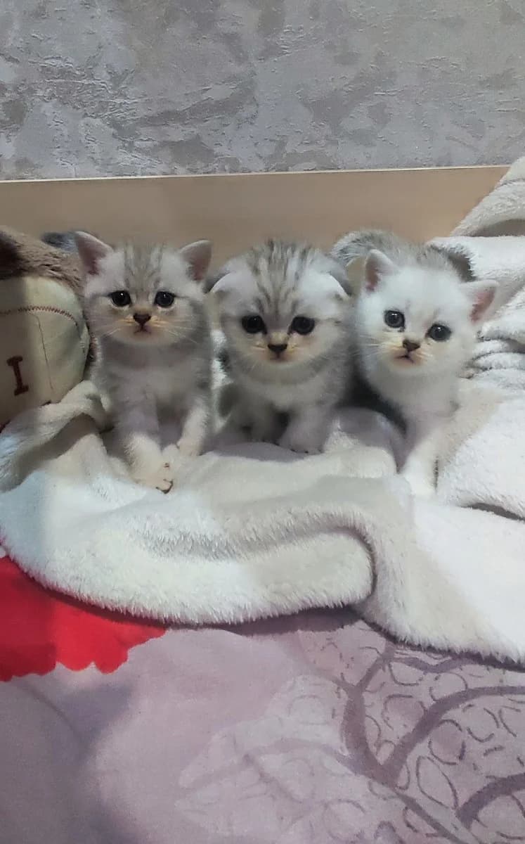 Shotlandskie kotyata (Шотландские котята), Mixed Breed for adoption at Kotyata Darom, Minsk Region
