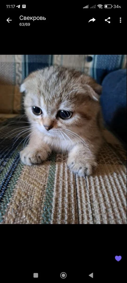 Shotlandskie kotyata (Шотландские котята), Mixed Breed for adoption at Kotyata Darom, Minsk Region