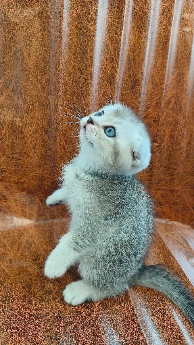 Shotlandskie kotyatki (Шотландские котятки), Mixed Breed for adoption at Kotyata Darom, Minsk Region