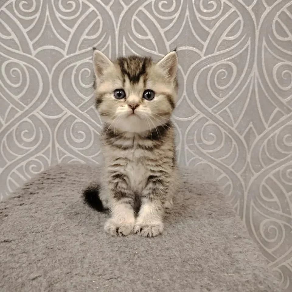Shotlandskie plyushevye kotyata (Шотландские плюшевые котята), Mixed Breed for adoption at Kotyata Darom, Minsk Region