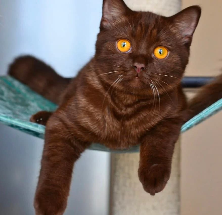 Shotlandskiy kotenok (Шотландский котенок), Mixed Breed for adoption at Kotyata Darom, Minsk Region