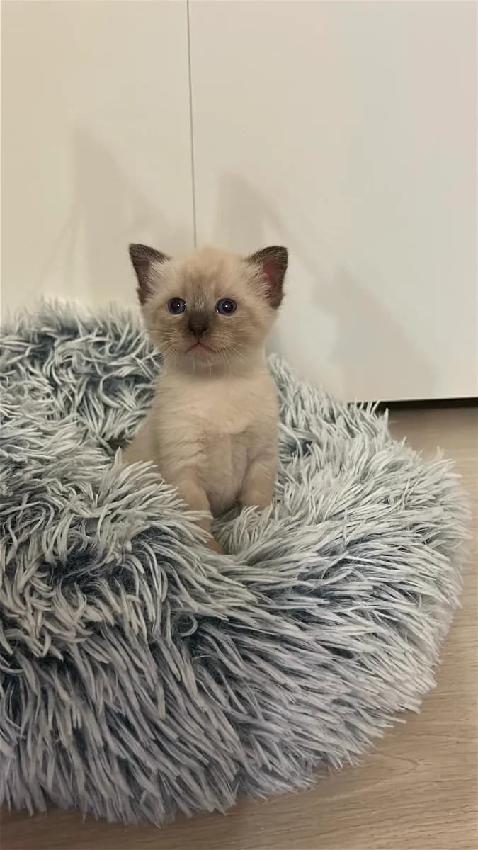 Siamskie kotyata (Сиамские котята), Mixed Breed for adoption at Kotyata Darom, Minsk Region