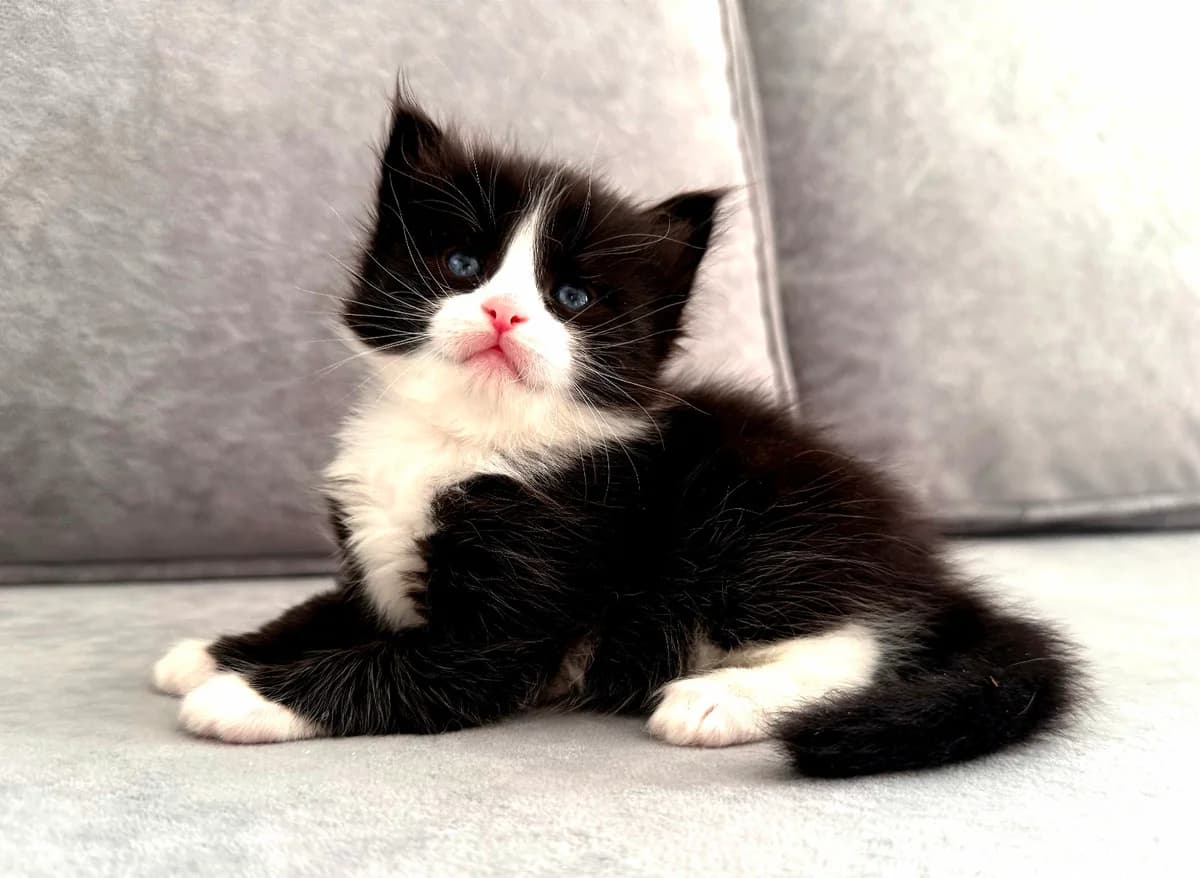 Sibirskiy kotenok. Sibirskie kotyata (Сибирский котенок. Сибирские котята), Mixed Breed for adoption at Kotyata Darom, Minsk Region