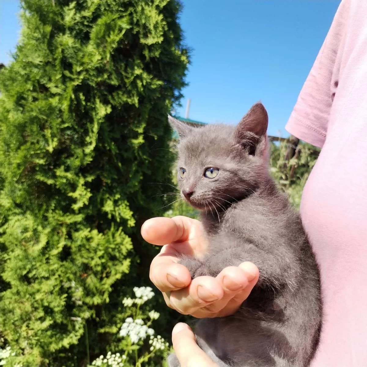 "Simba" ishtet khozyaev ("Симба" ищет хозяев), Mixed Breed for adoption at Kotyata Darom, Minsk Region