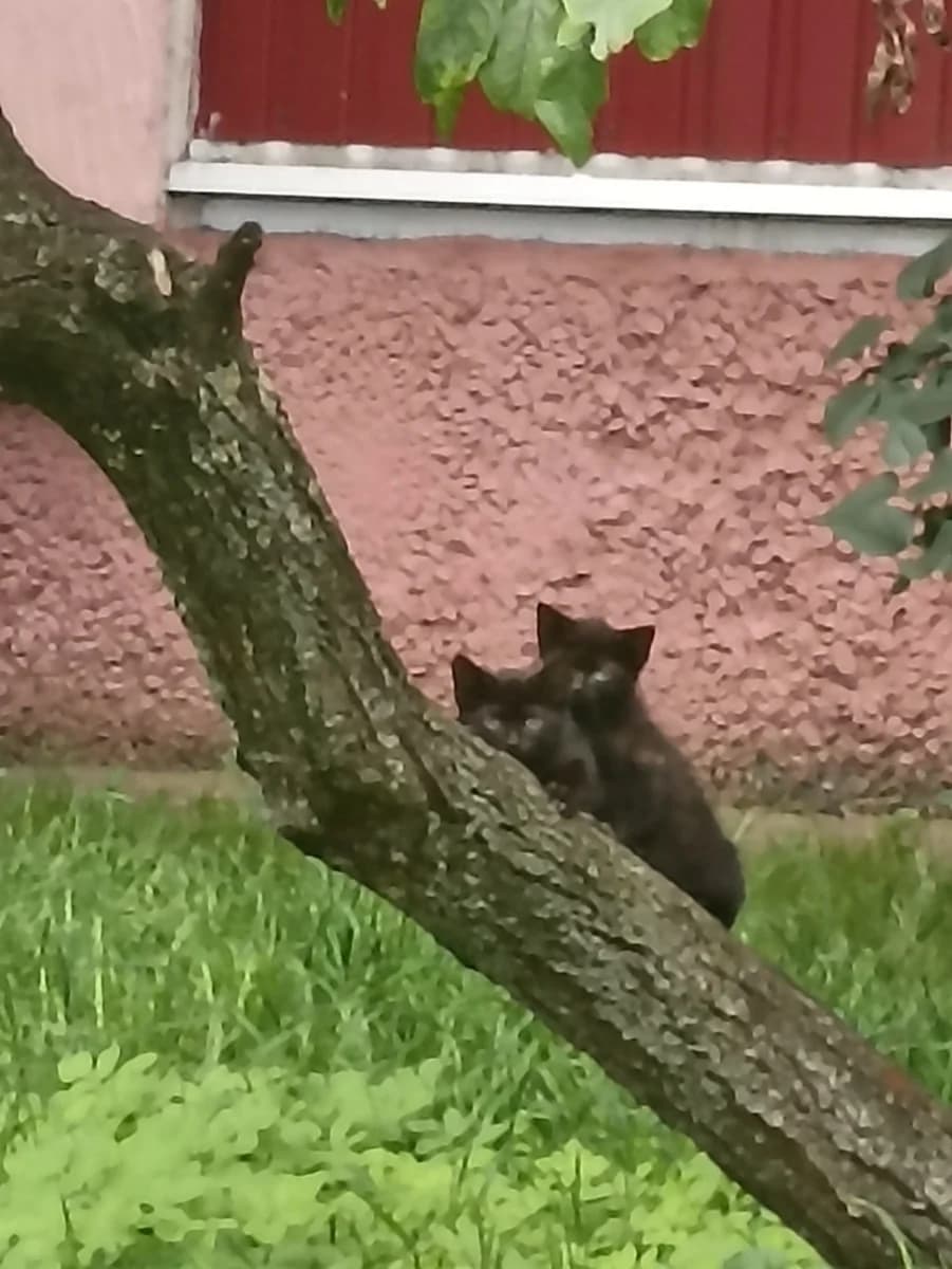SOS. Nuzhna Perederzhka ili dom kotyatam (SOS. Нужна Передержка или дом котятам), Mixed Breed for adoption at Kotyata Darom, Minsk Region