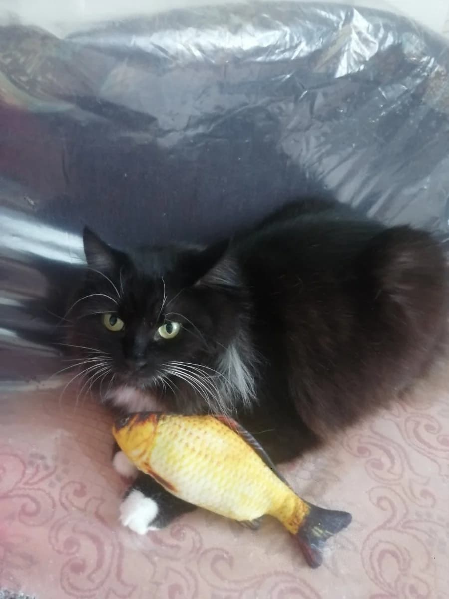 SOS! SROChNO NUZhNA PEREDERZhKA/DOM KOShKE S VIK (SOS! СРОЧНО НУЖНА ПЕРЕДЕРЖКА/ДОМ КОШКЕ С ВИК), Mixed Breed for adoption at Kotyata Darom, Minsk Region