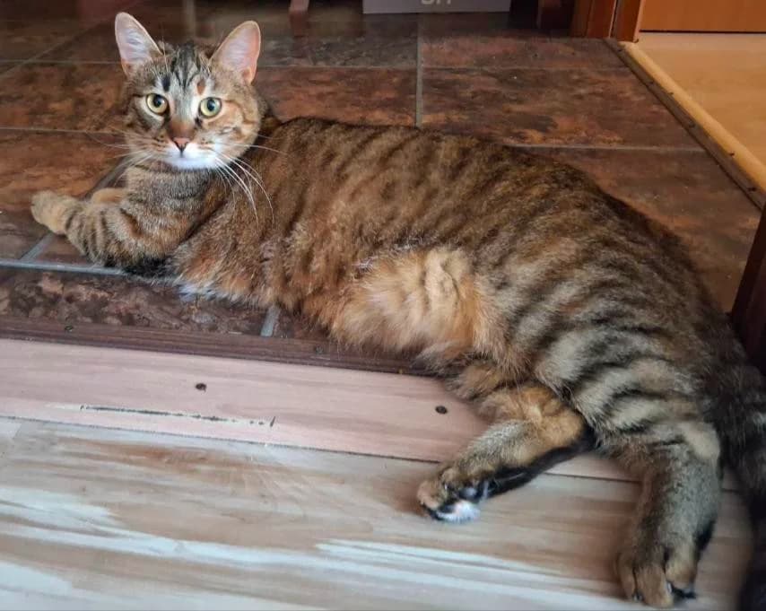Sterilizovannaya koshka (1 god) v dar (Стерилизованная кошка (1 год) в дар), female Mixed Breed for adoption at Kotyata Darom, Minsk Region