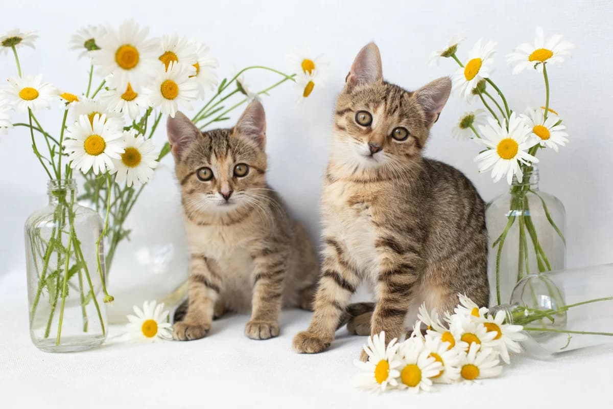 Tigrovye kotyata v dar! 2 mes (Тигровые котята в дар! 2 мес), Mixed Breed for adoption at Kotyata Darom, Minsk Region