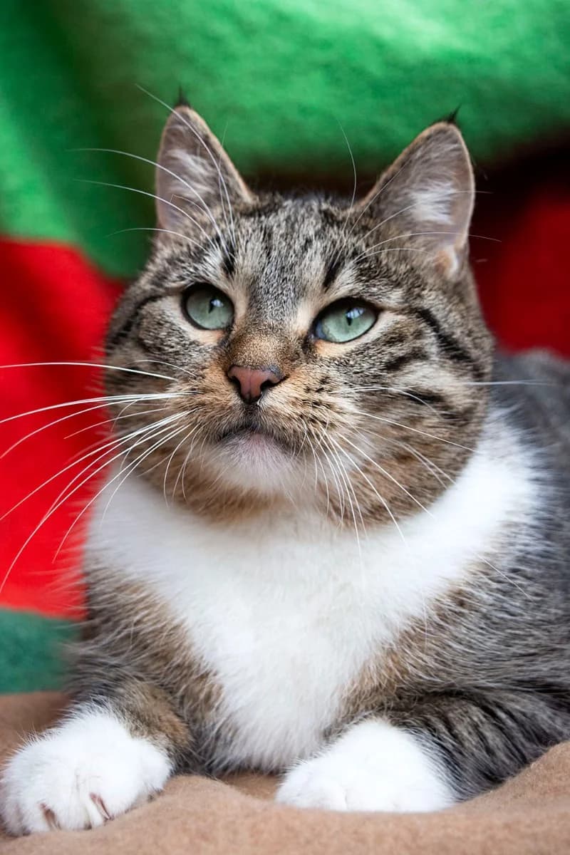 Tikhon-pukhlenkiy kotik, 1 god, kastrirovan (Тихон-пухленький котик, 1 год, кастрирован), male Mixed Breed for adoption at Kotyata Darom, Minsk Region