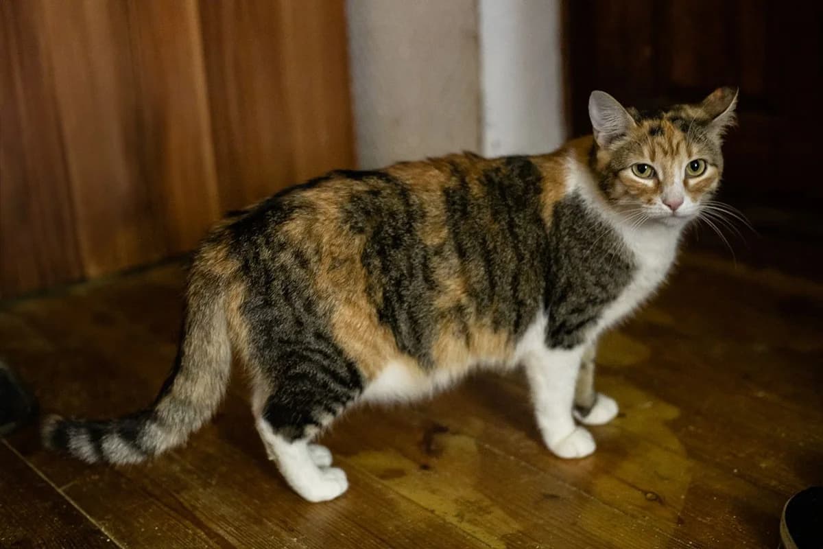 Trekhtsvetnaya koshechka Zlata v dar (Трехцветная кошечка Злата в дар), female Mixed Breed for adoption at Kotyata Darom, Minsk Region