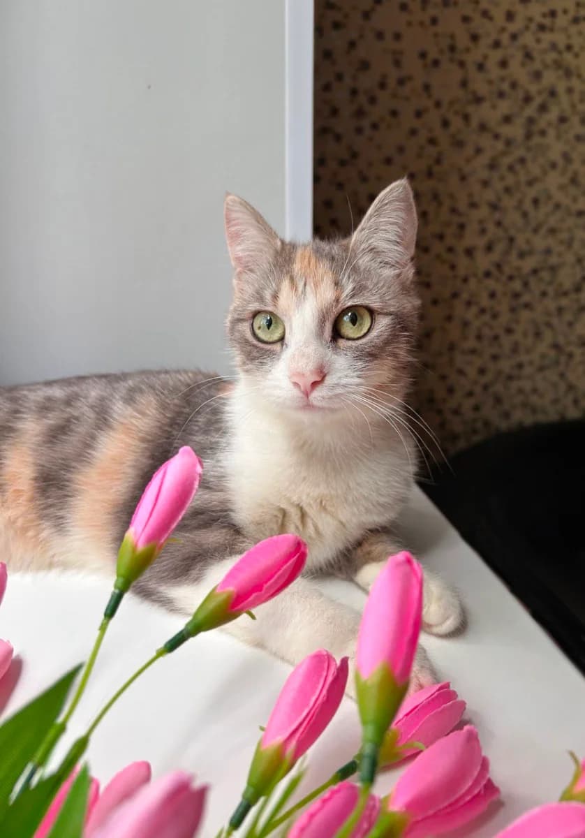 Trekhtsvetnaya Vasilisa na schaste (sterilna) (Трехцветная Василиса на счастье (стерильна)), Mixed Breed for adoption at Kotyata Darom, Minsk Region