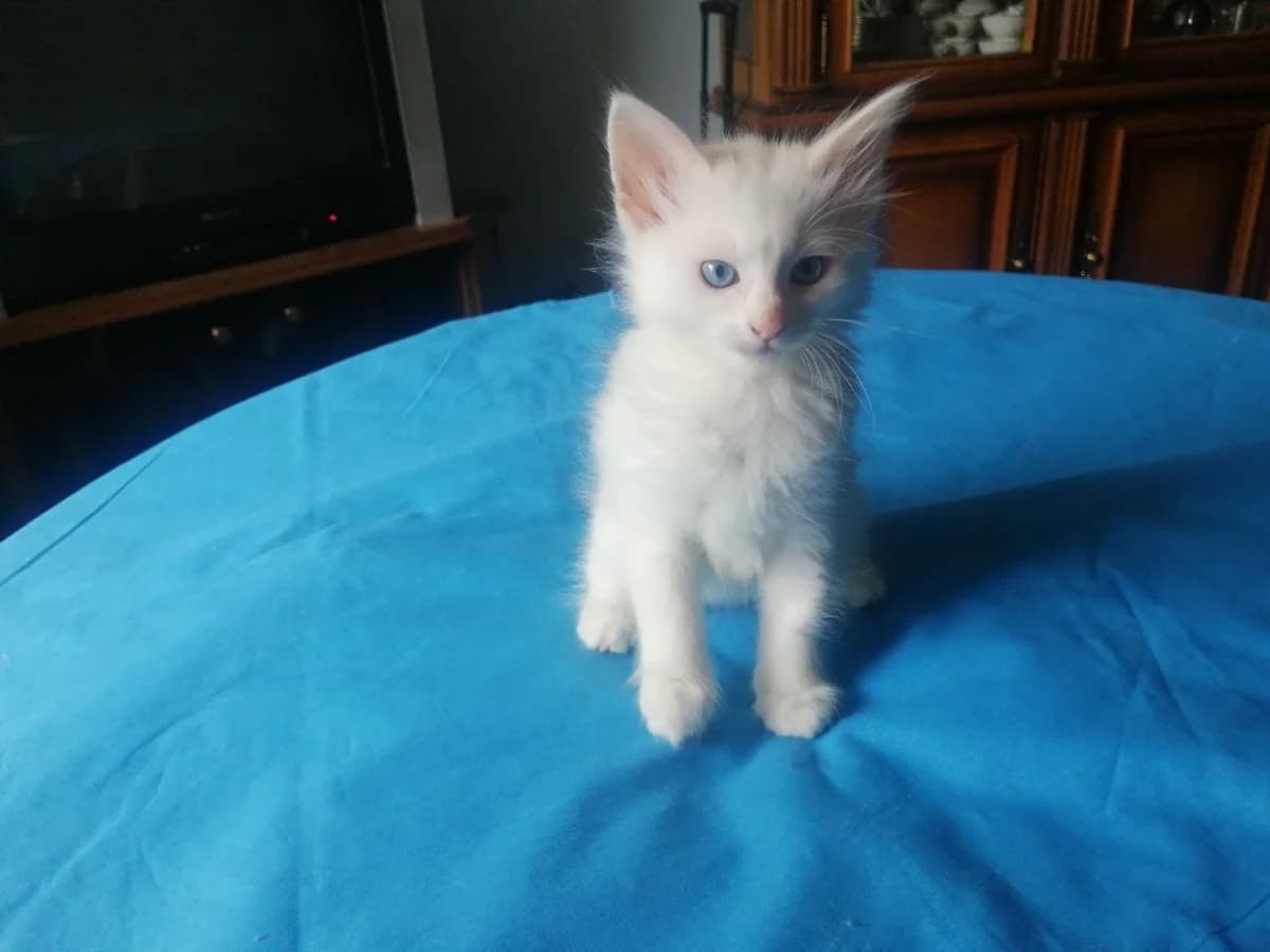 Turetskaya angora - kotyata s rodoslovnoy FIFe (Турецкая ангора - котята с родословной FIFe), Mixed Breed for adoption at Kotyata Darom, Minsk Region