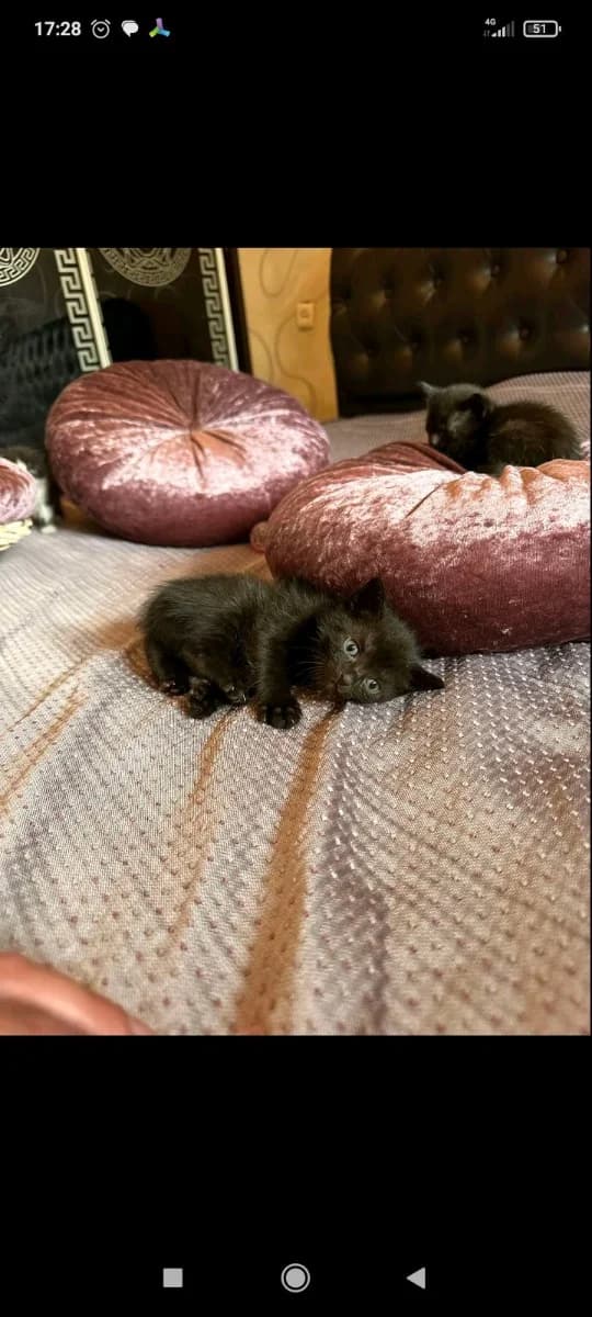 v dar prekrasnye laskovye kotyata ot domashney koshki (в дар прекрасные ласковые котята от домашней , Mixed Breed for adoption at Kotyata Darom, Minsk Region