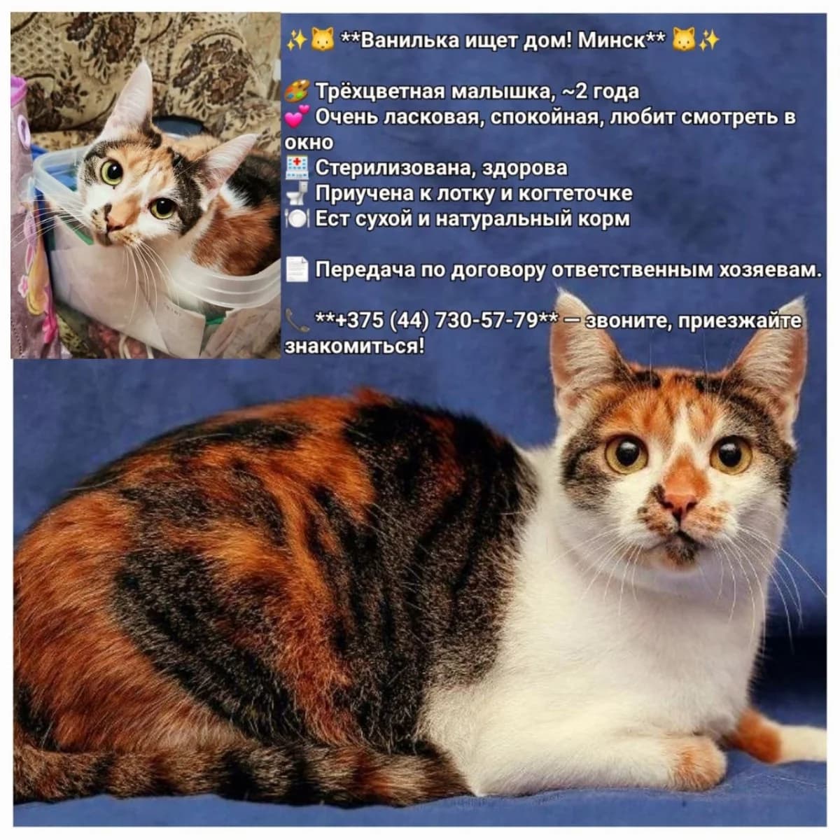 Vanilka srochno ishtet dom (Ванилька срочно ищет дом), Mixed Breed for adoption at Kotyata Darom, Minsk Region